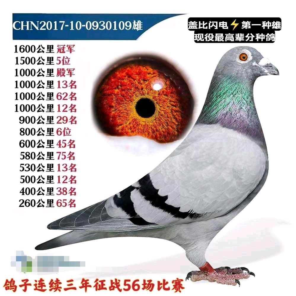 赛鸽365-小雷教练