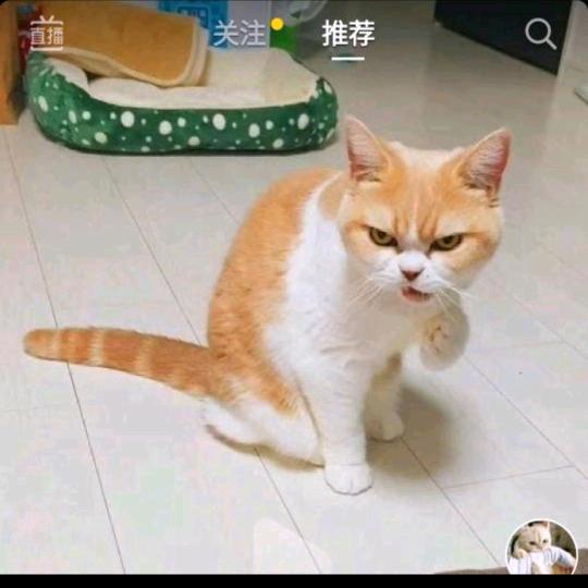 自由幻想的菜菜②