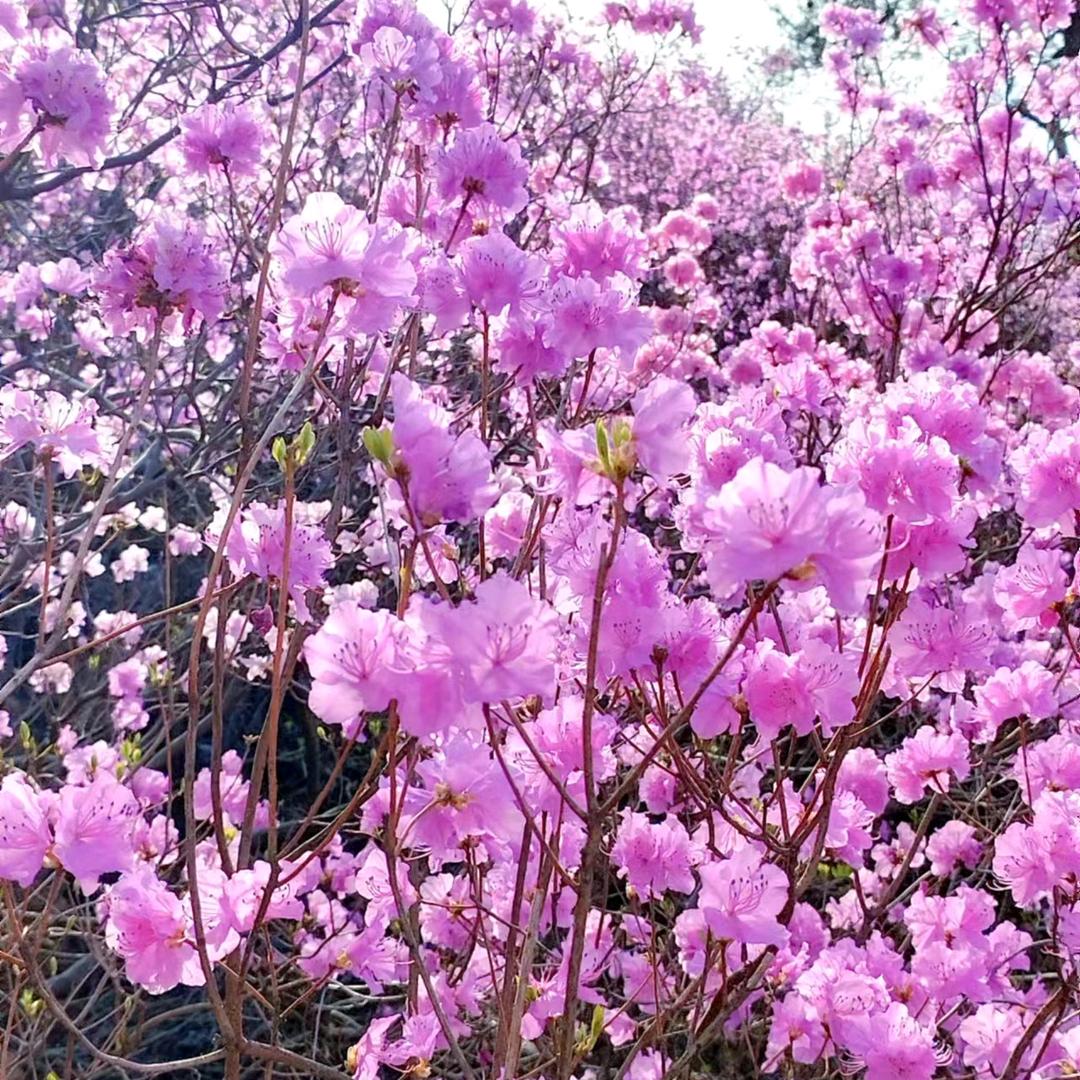 随心而行
