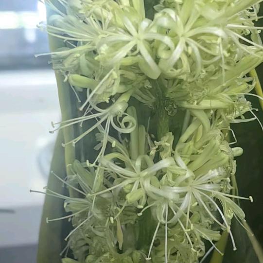 小梅