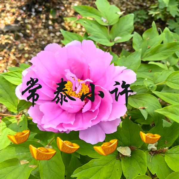 常泰家具小许