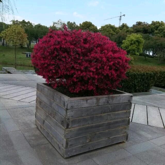 小可爱，在不在