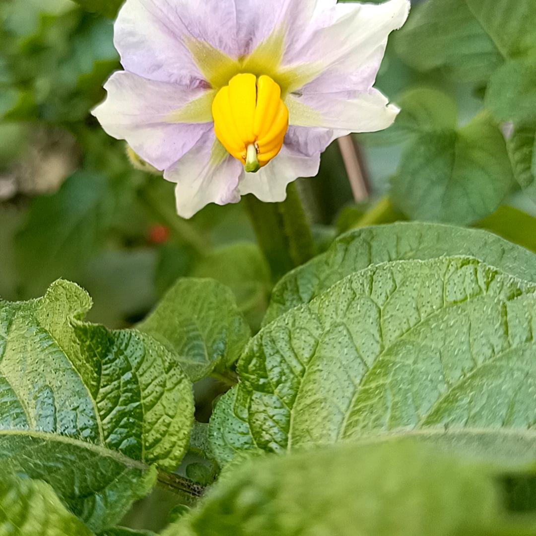 岁月静好