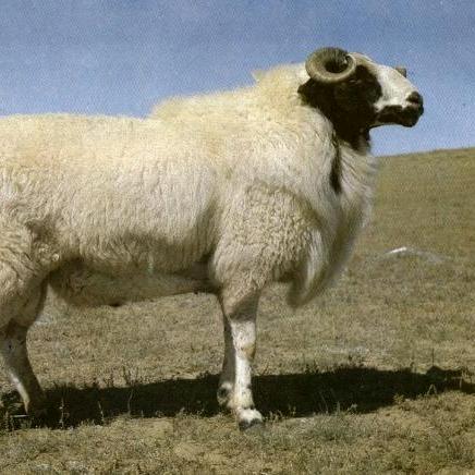 吴忠市利通区杨小云牛羊肉店