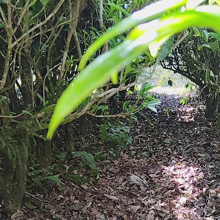 向钱冲