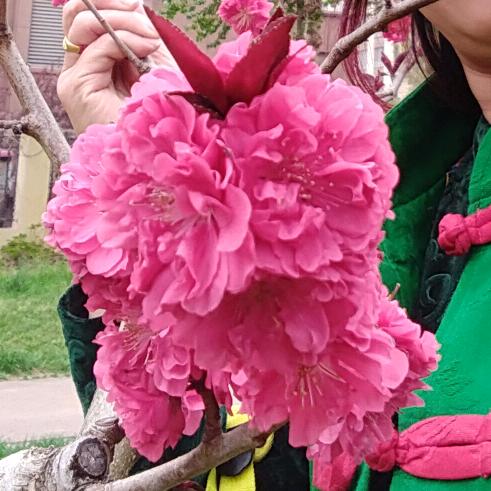 莲莲有余