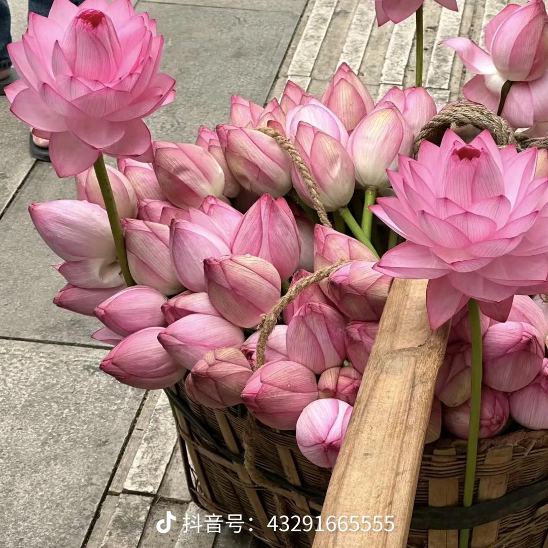枝大嫂