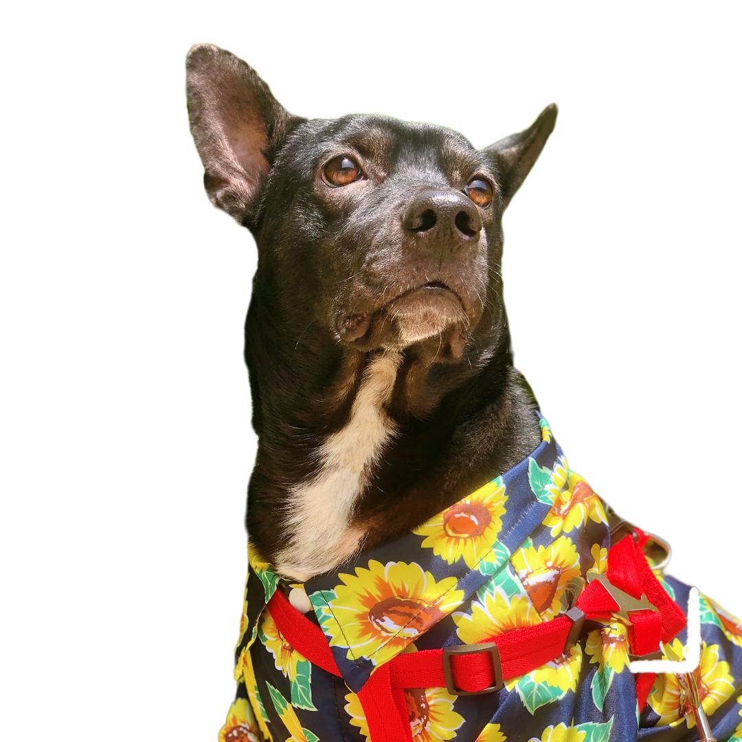 Panda🐼⁵²⁷⁷