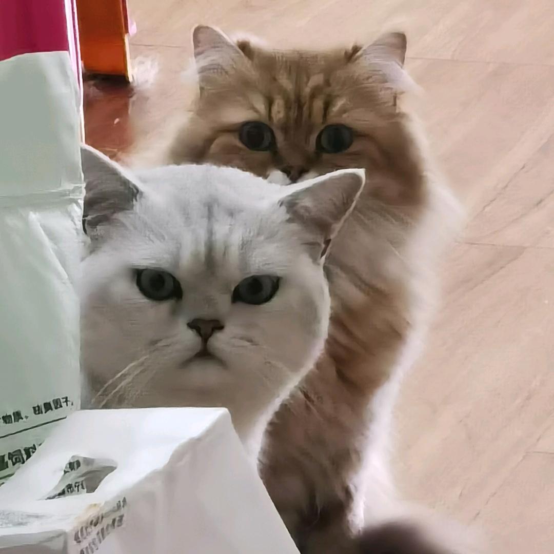 不焦绿♡