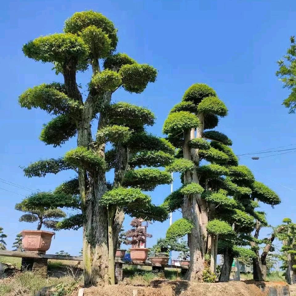 南阳红杉园林绿化工程有限公司