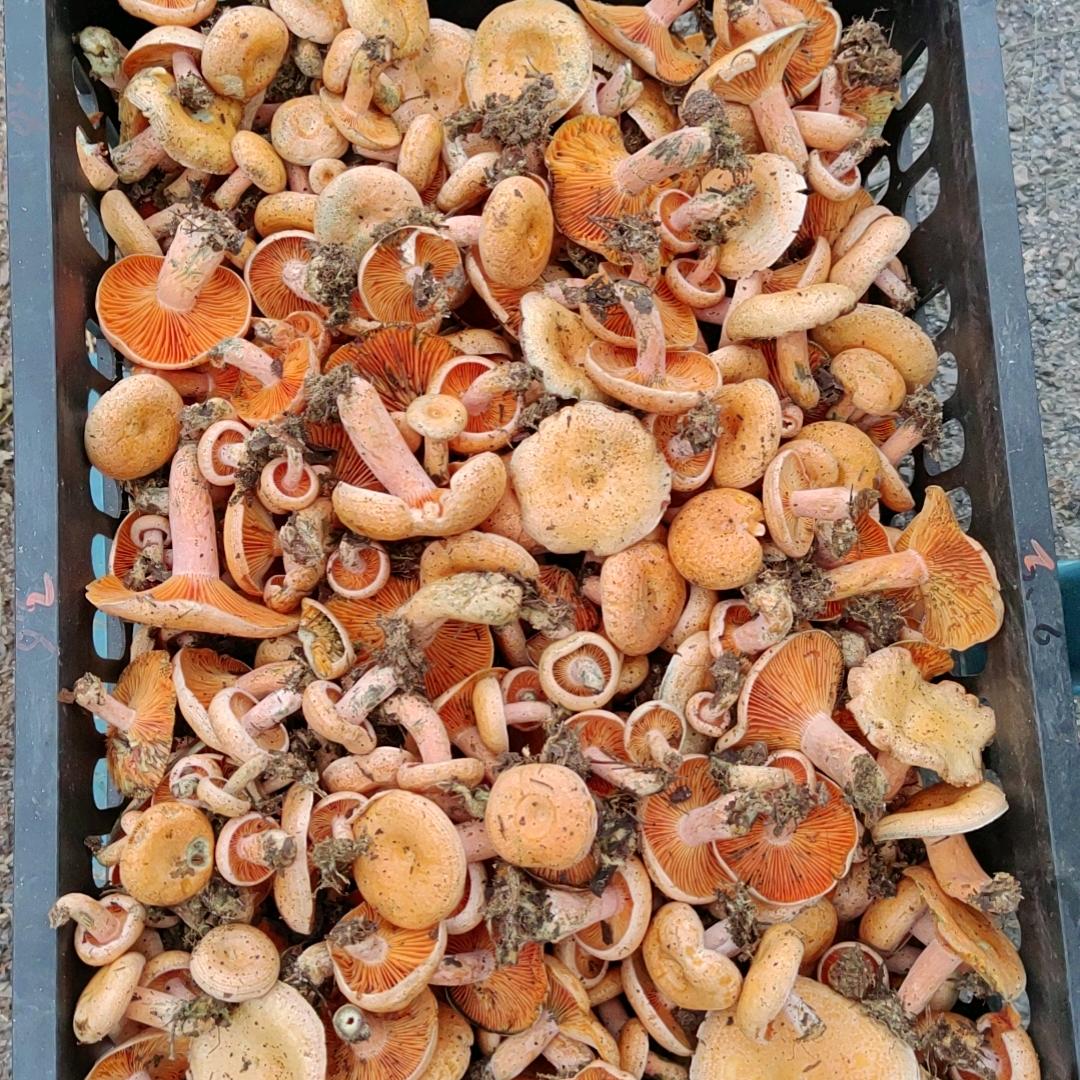 土货农产品专业代收