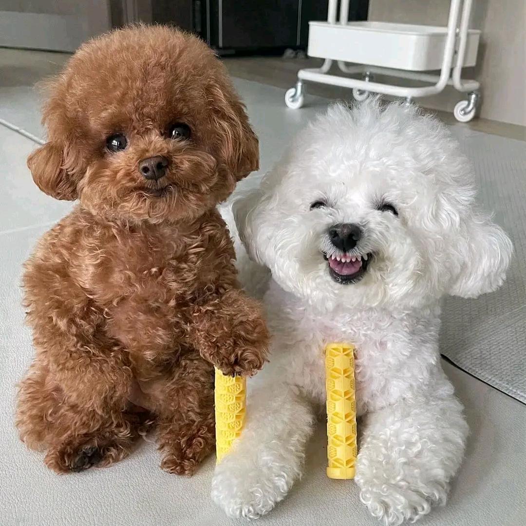 宠物狗养殖丁大斌