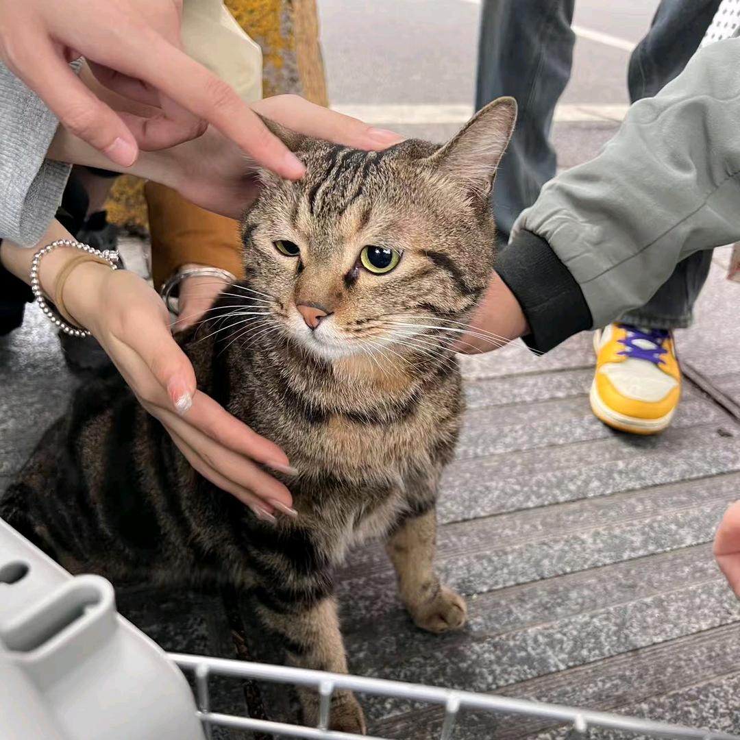朱火腿（不是香肠不是火腿肠不是香腿😿）