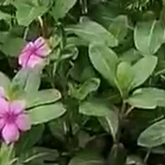 冷酷到底