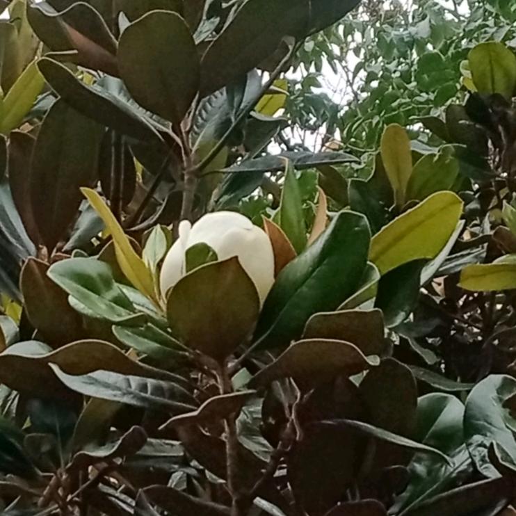 树静而风止（佢私）