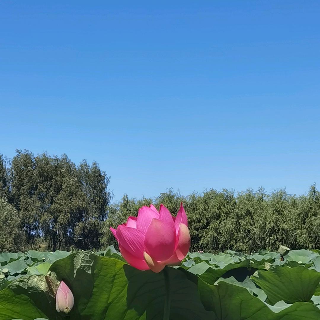 夏荷