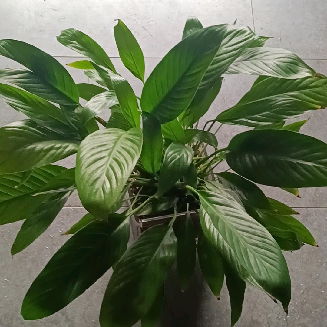 只饮烈酒，不谈过往。