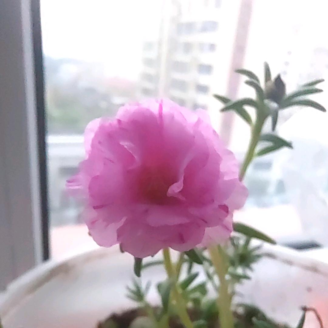 宝哥