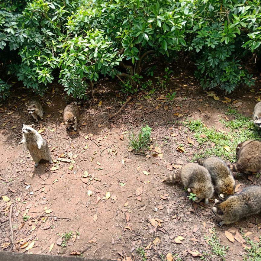 鲤鱼热爱捉迷♠藏