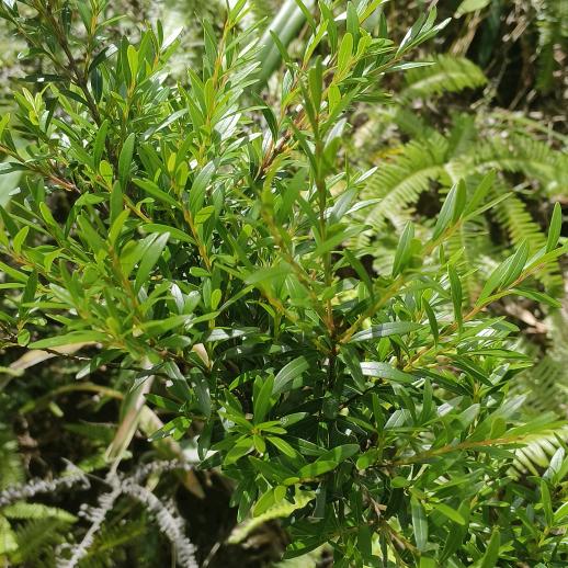 陳一生一世不后悔