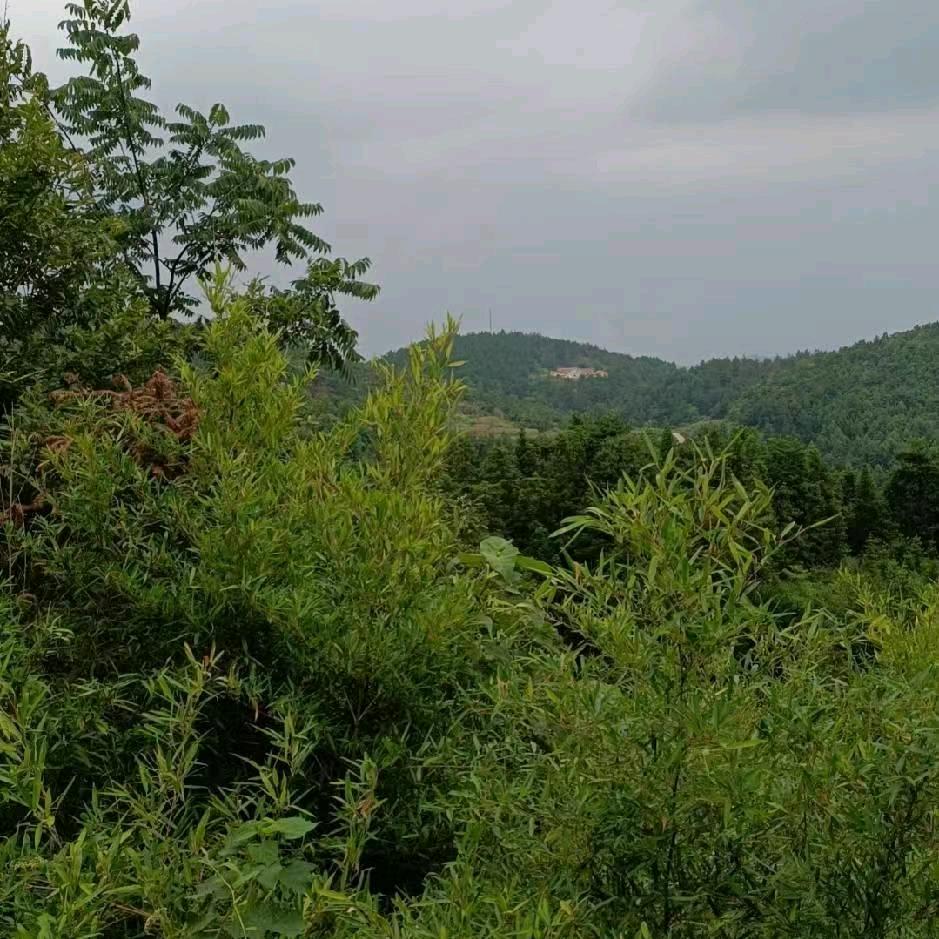 人间杨清醒
