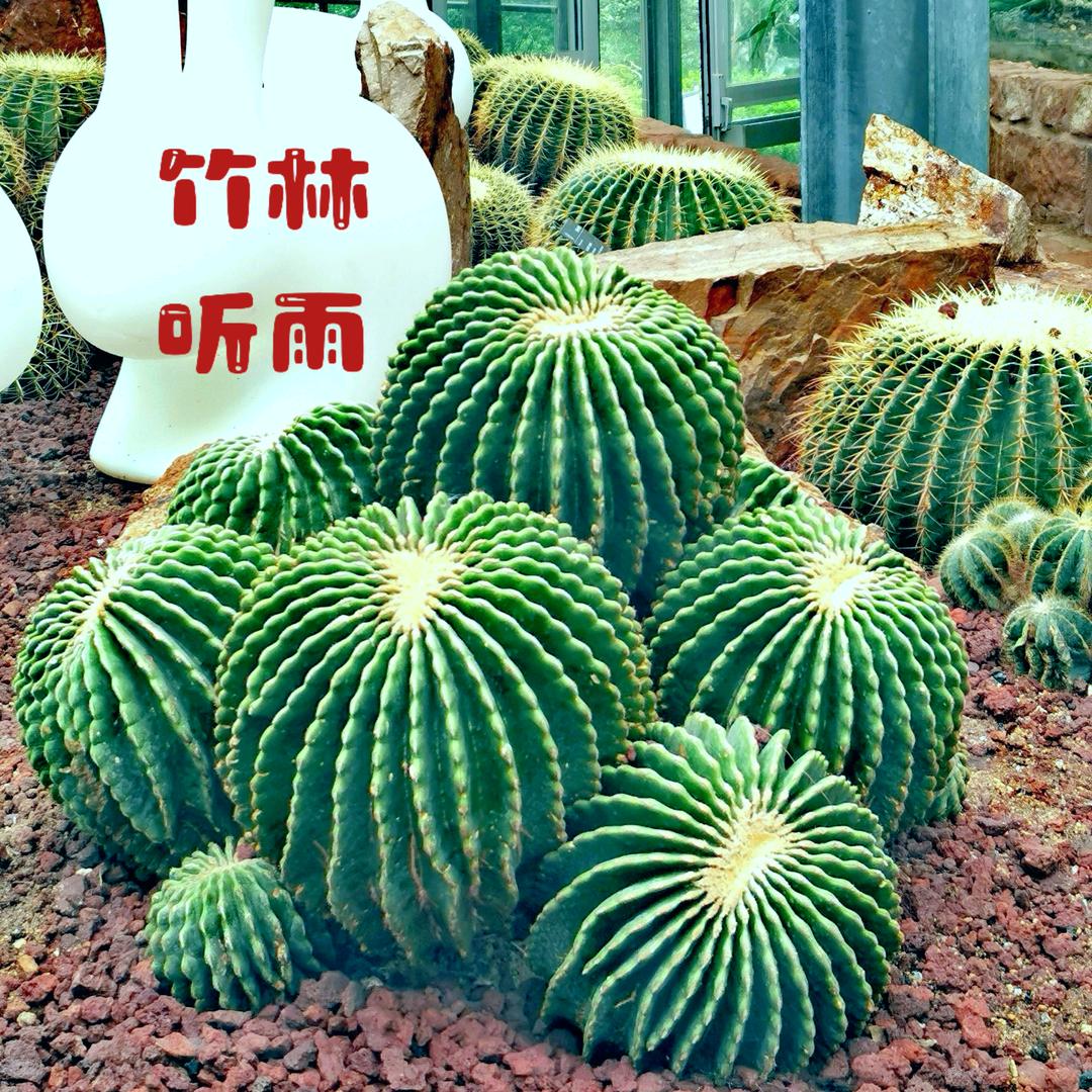 竹林听雨