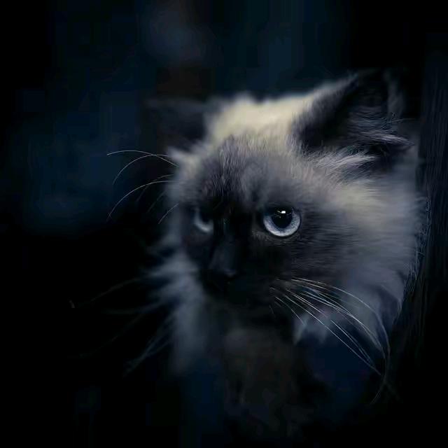 RUISIBAI北辰图书