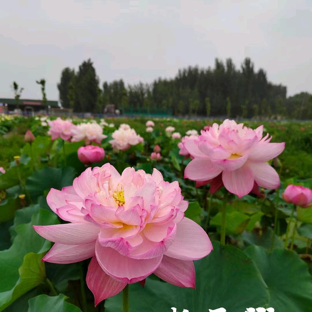 美美园艺花卉