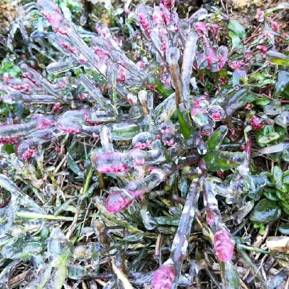 小小草