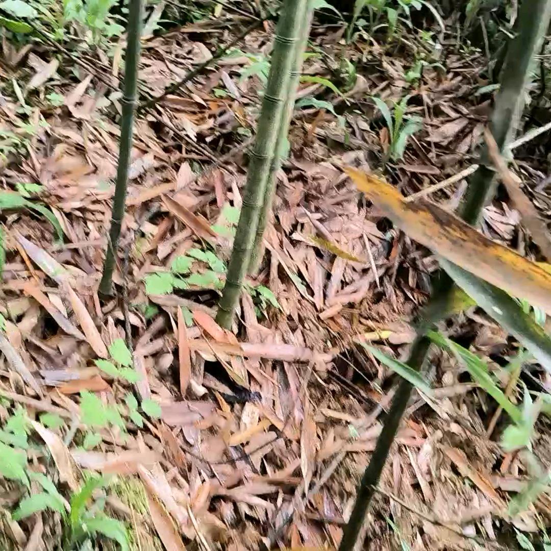 随风而逝