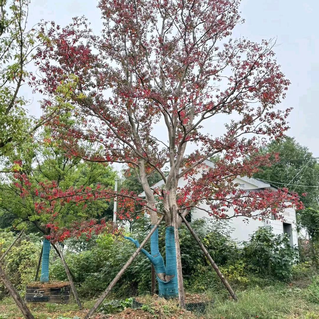 湖北志诚绿化晨姐