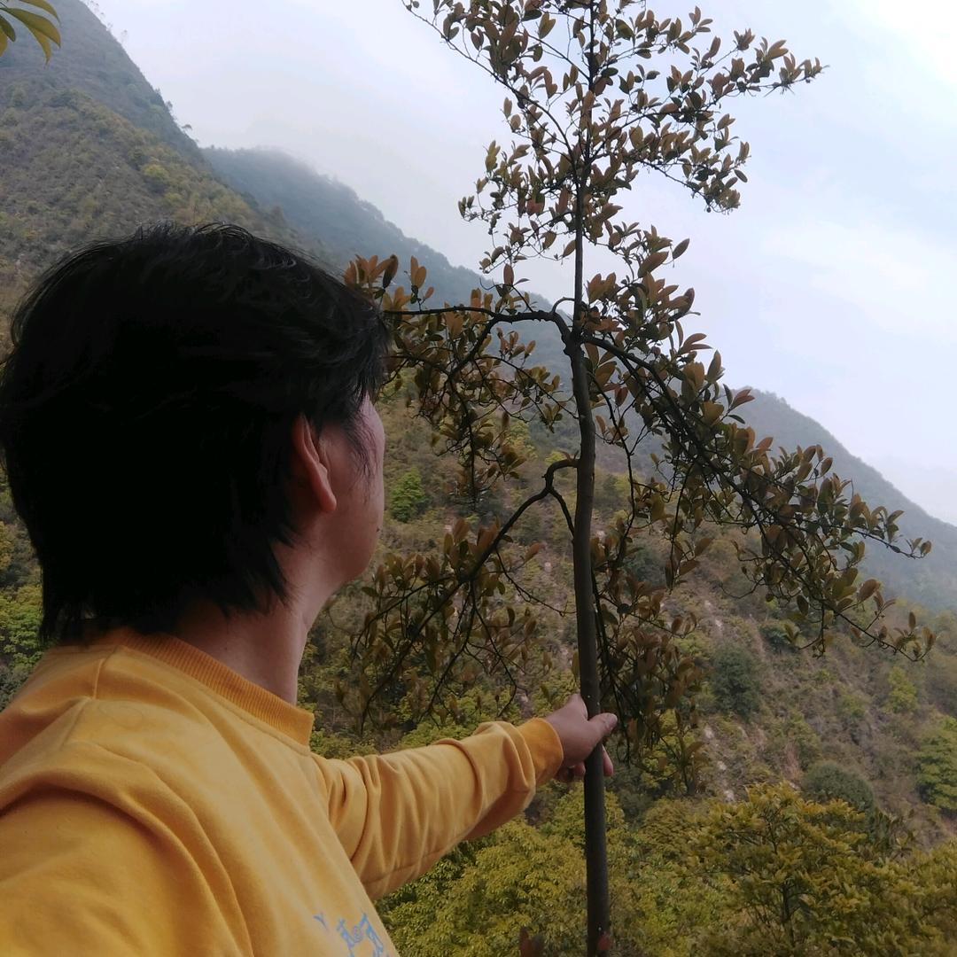好运丫