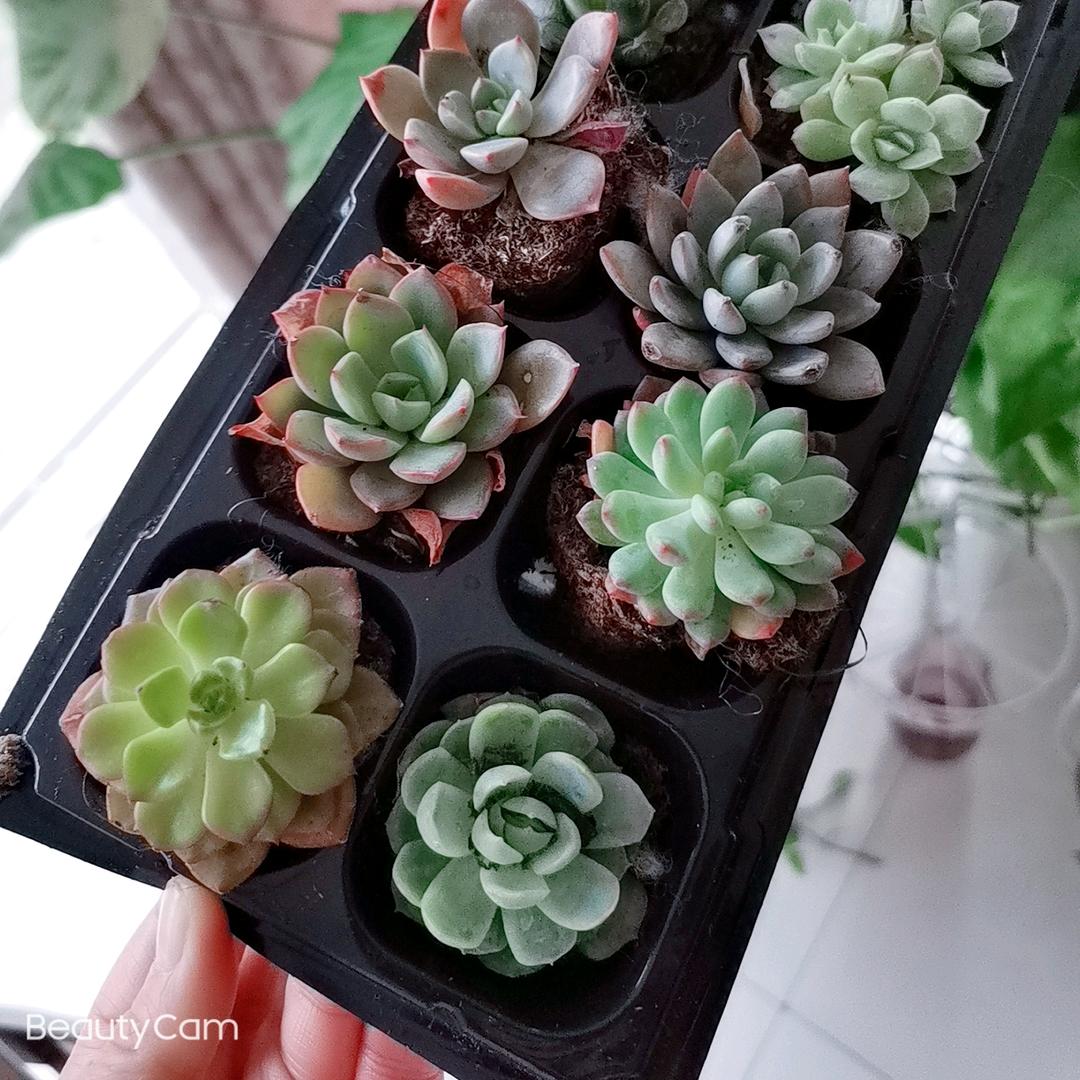 阵晨