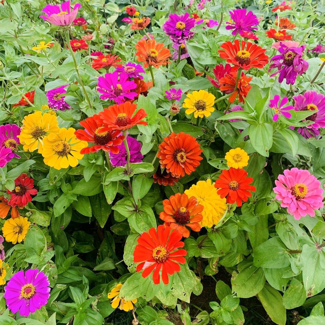 🌻