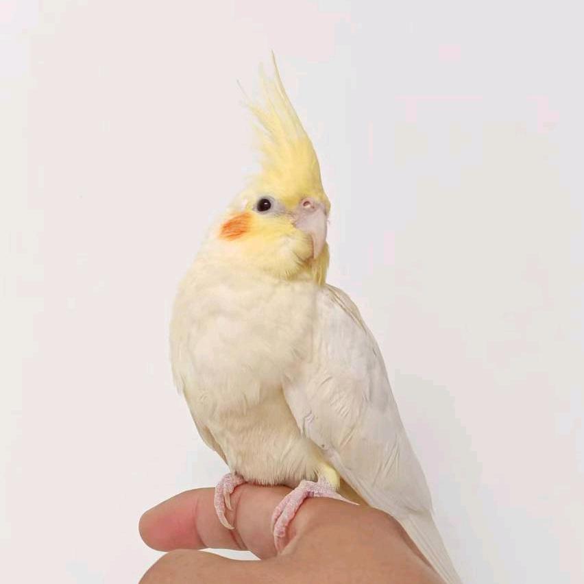 唐山放飞王