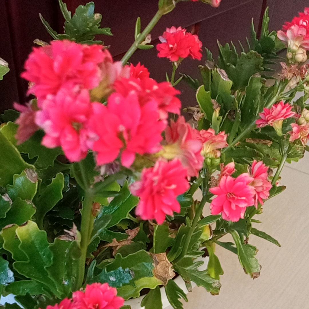 🌷🌷开心大姐