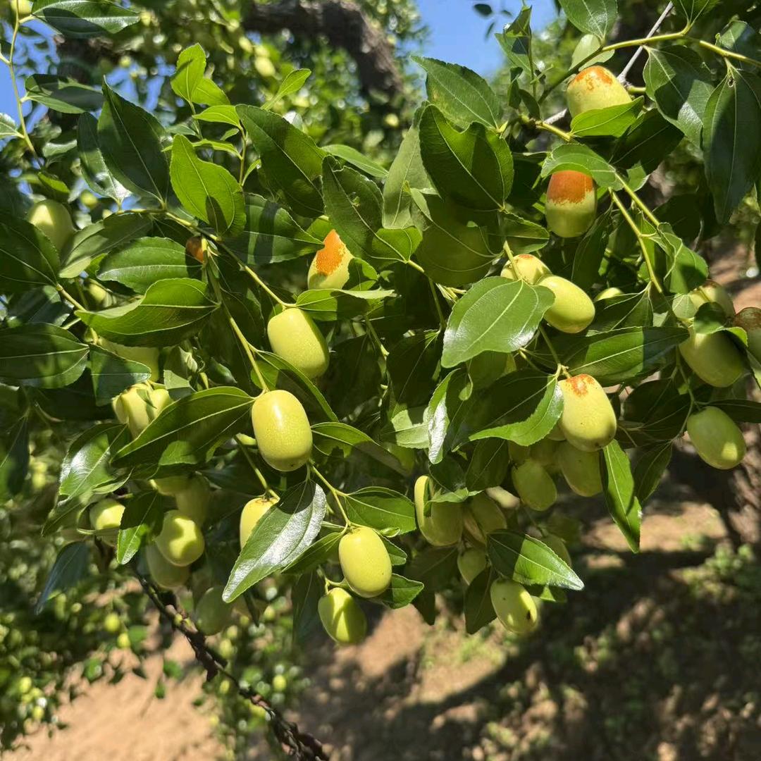 小懂朝阳大枣