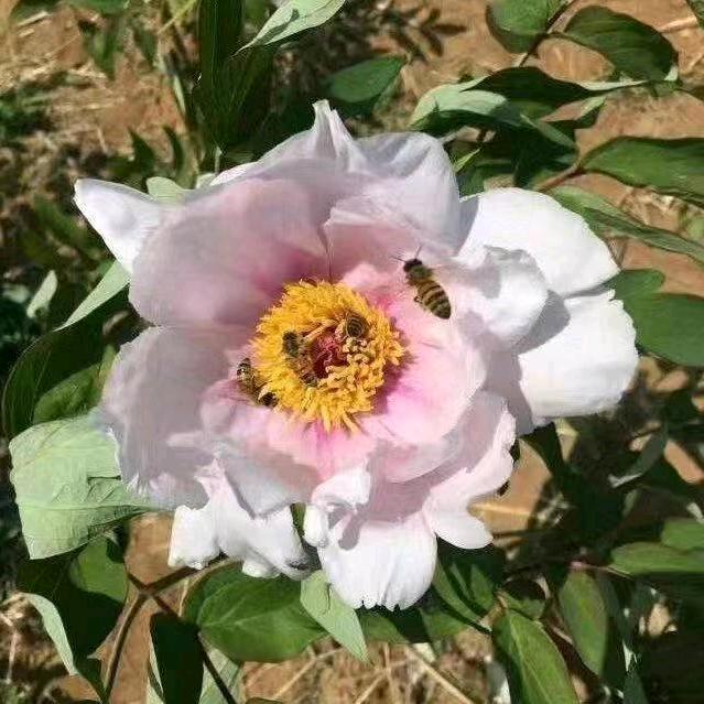 花🌺