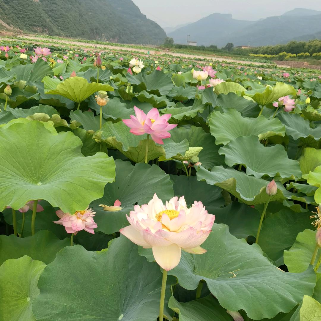 清妍