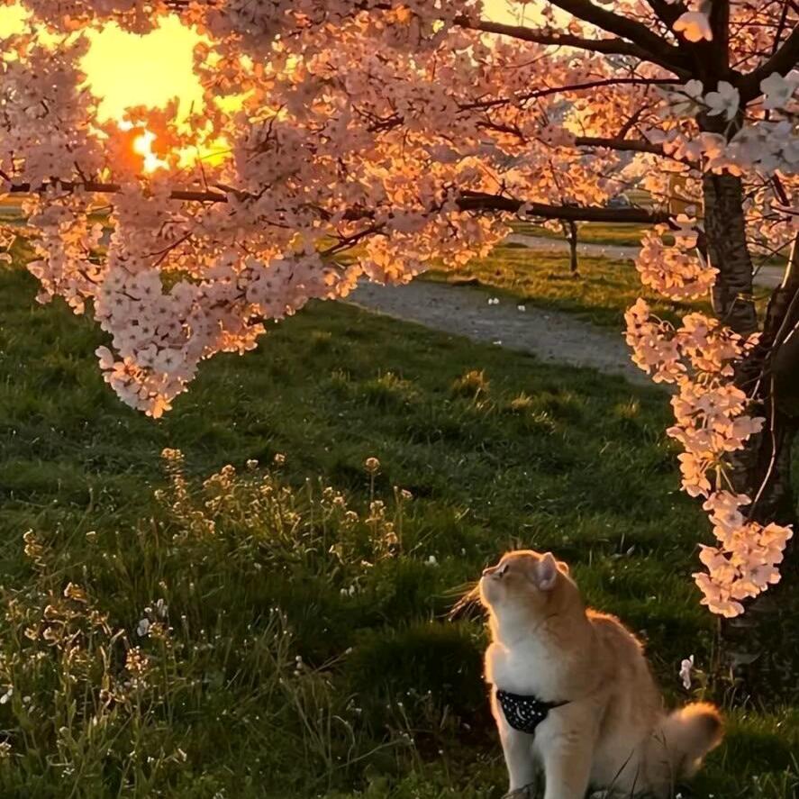 花花的世界