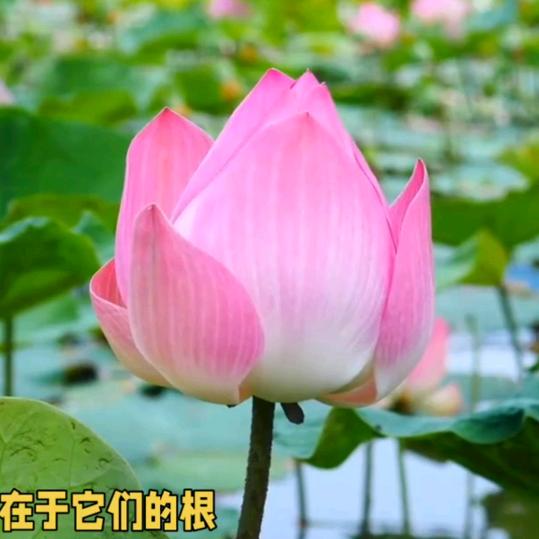 晚春158