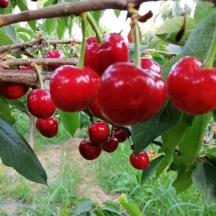 烟台自家美早大樱桃