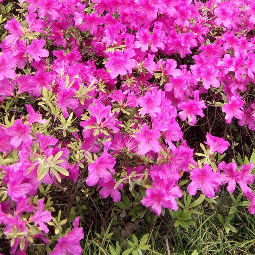 晓七