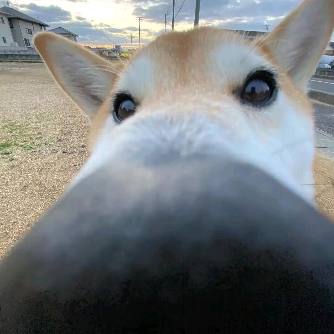 美味猫堡ด้้้้้็็็็