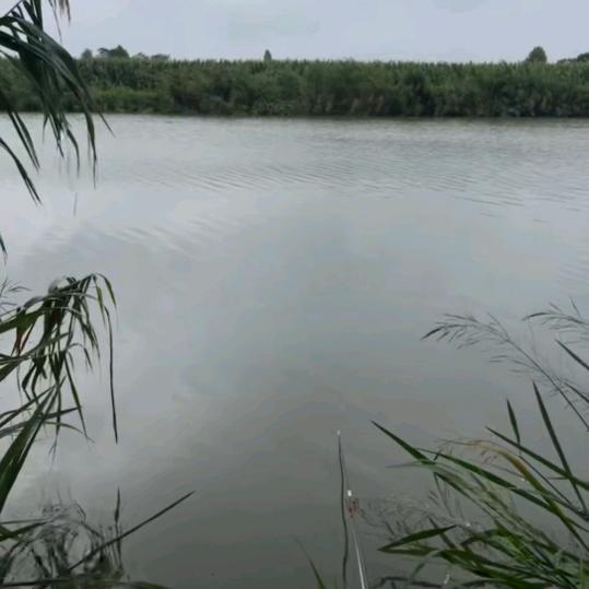 野钓大河小张
