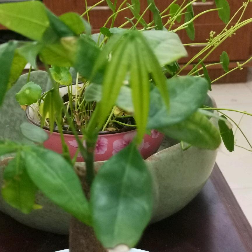 萍萍