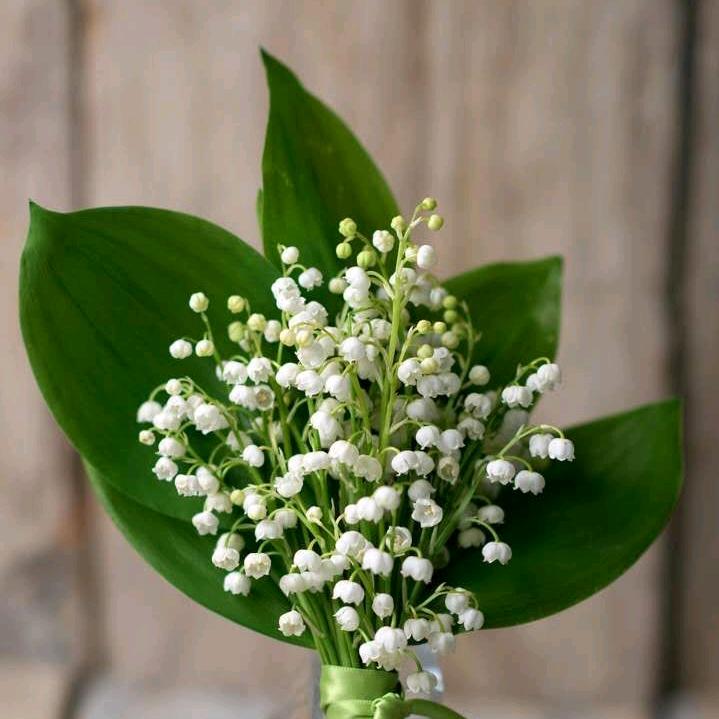 昭阳☘️☘️☘️