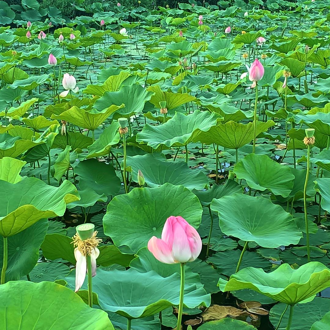 人生无悔
