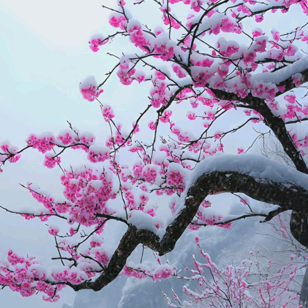 青竹细雨
