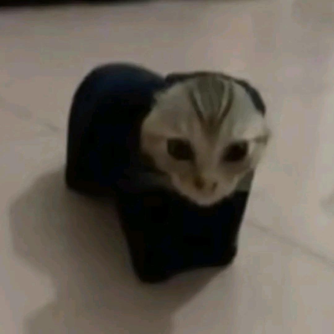 恒杉-